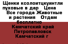 Щенки ксолоитцкуинтли пуховые в дар › Цена ­ 1 - Все города Животные и растения » Отдам бесплатно   . Камчатский край,Петропавловск-Камчатский г.